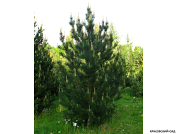 Сосна крючковатая - Uncinata