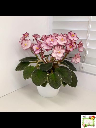 Н-Четыре Сезона (Н. Бердникова) 2015