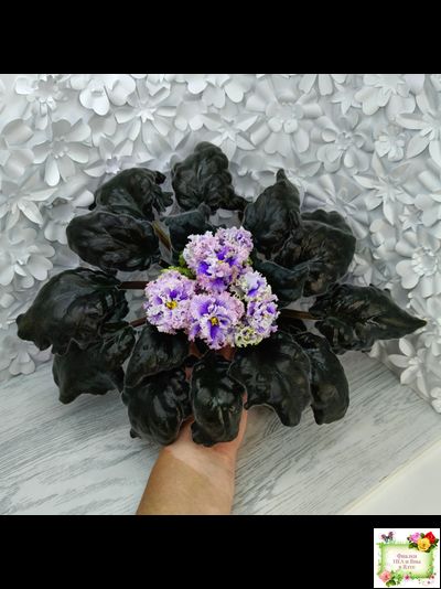 БР-Зимняя Метель (С. и Н. Буркацкие) 2021 г.