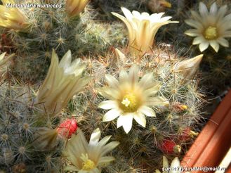 Mammillaria multiceps - 5 семян