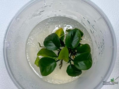 Анубиас Нанги (меристемный)