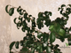 Ficus Benjamina Buklee / фикус букле