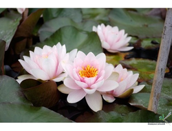 Нимфея Фабиола