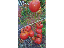 Томат Коловый