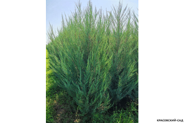 Можжевельник Скай Рокет - фото в питомнике - красовский-сад.рф