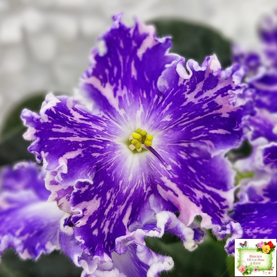 НД-Кристалл Сваровски (Н. Данилова-Суворова) 2019 г. (лист укоренённый)