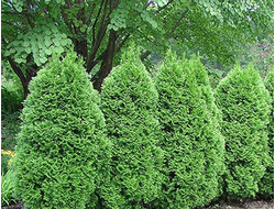 Туя западная Green egg, C2