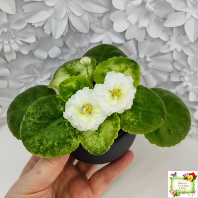 ЛЕ-Золото Нибелунгов Голд  (Е. Лебецкая) 2020 г. (лист укоренённый)