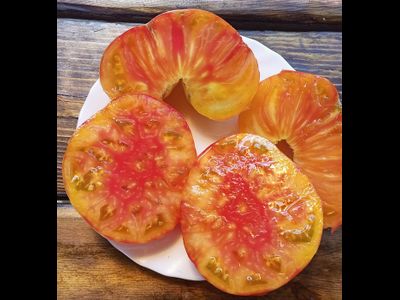 Томат Холли 12 (Holly’s 12)