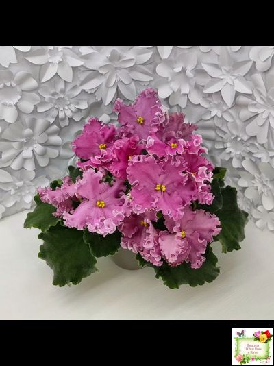 НД-Ливадия (Н. Данилова-Суворова) 2020 г.