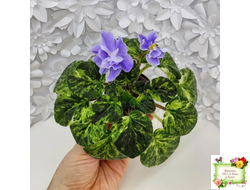 Huckleberry (I. Fredette)