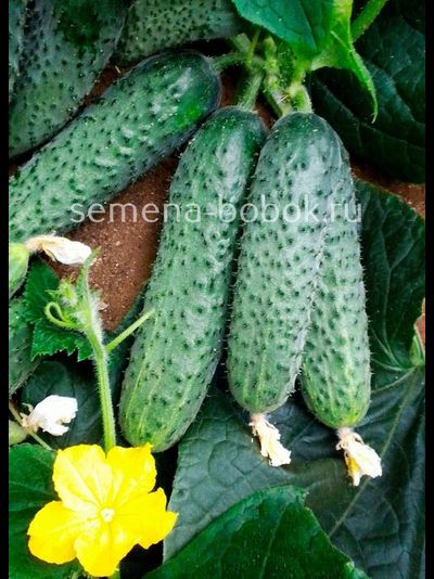 Огурец Бьерн F1 (5 шт)