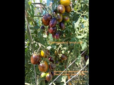 Томат Атомный виноград Бреда (Brad's atomic grape) США