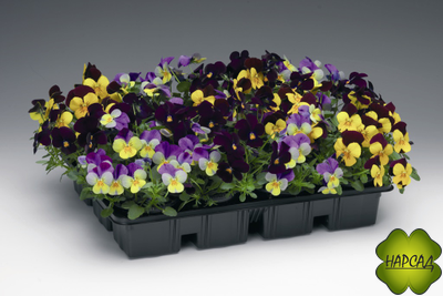 РАССАДА ВИОЛЫ МЕЛКОЦВЕТКОВОЙ (АНЮТИНЫ ГЛАЗКИ) 6 ШТ