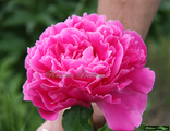 Paeonia Jay Cee
