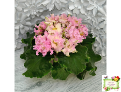 АВ-Златые Горы (Фиалковод) 2021 г.