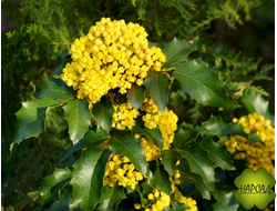 Магония падуболистная (вечнозеленая)