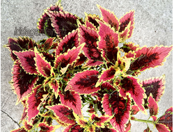 Колеус El Brighto