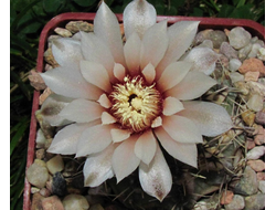 Gymnocalycium stellatum v.zantnerianum VG-1480 - 5 семян