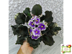 КО-Путеводная Нить (О. Кособокова) 2022 г.