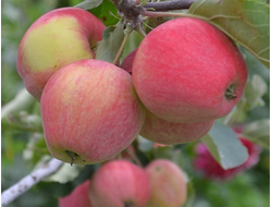 Аркад розовый (яблоня)