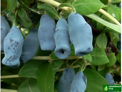 Жимолость "Югана"