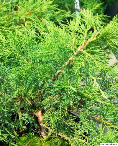 Можжевельник Матхот - Mathot