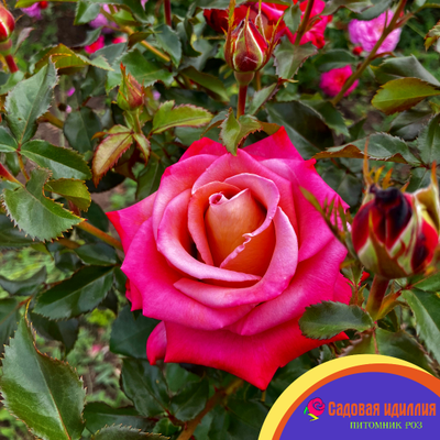 Мишель Дрюкер (Michel Drucker)