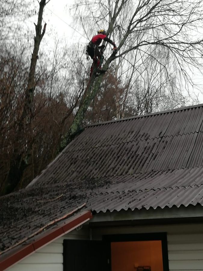 Спил наклонного дерева в Торковичах