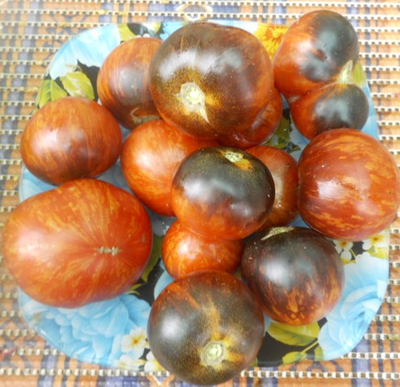 Томат Королева ночи (Koenigin der Nacht)