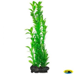 270237 Растение аквариумное Hygrophila 1(S) 15см с утяжелителем
