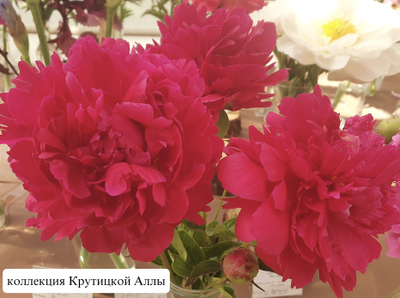 Пион Alice (Алиса)