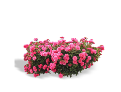 Мускусные гибриды