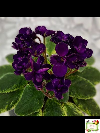 ЛЕ-Мия (Е.Лебецкая) 2018 г.