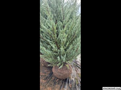 Можжевельник Мунглоу - Moonglow