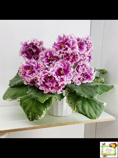 ВаТ-Агат Розовый (Т. Валькова) 2019 г.