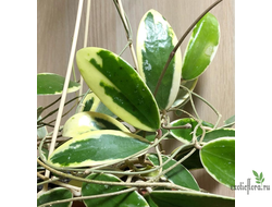 Hoya verticillata Albomarginata