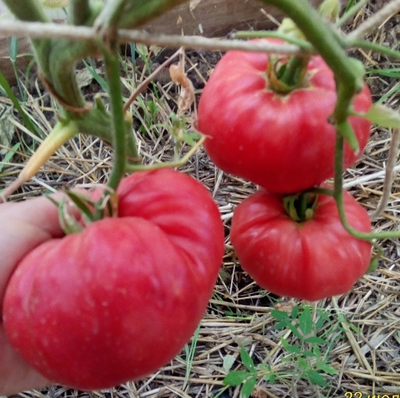 Томат Дакоста португальская (DaCosta's Portuguese)