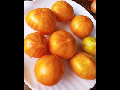 Томат Радужный сердцевидный джаз (Rainbow jazz heart)