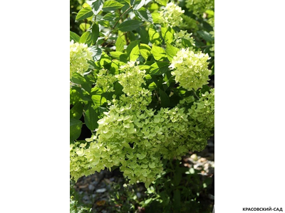 Гортензия древовидная Лайм Рики в Москве - Фото - Описание - выбрать Сорта - Красовский-Сад.рф
