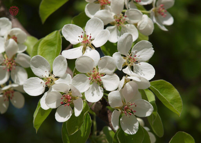 "Лепестки и чашелистик груши" вайнер и каттер