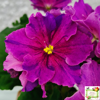 Dn-Cherchez la Femme (Д. Денисенко) 2020 г.