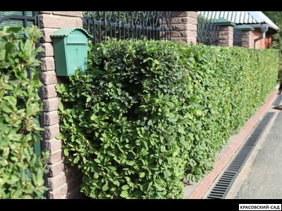 Живая изгородь из барбариса обыкновенного