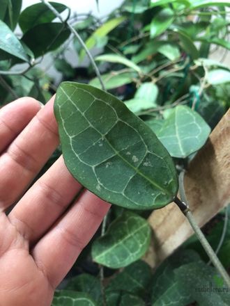 Hoya Elliptica white contrast veins