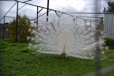 Экскурсия "Прогулка в парке птиц"
