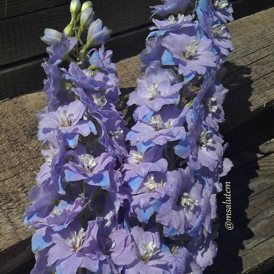 Дельфиниум новозеландский Delphinium "Morning Lights"