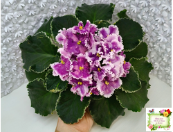 МТ-Сладкая Фантазия (М. Тотиева) 2022 г. (лист укоренённый)