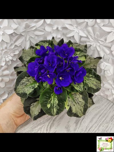 Harmony&#039;s Little Stinker (Harmony) листовая химера (пасынок сорт укоренённый)