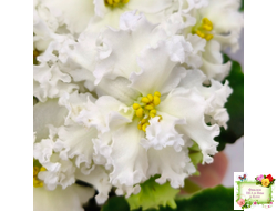 АВ-Легенда о Золотой Луне (Фиалковод) 2023 г.