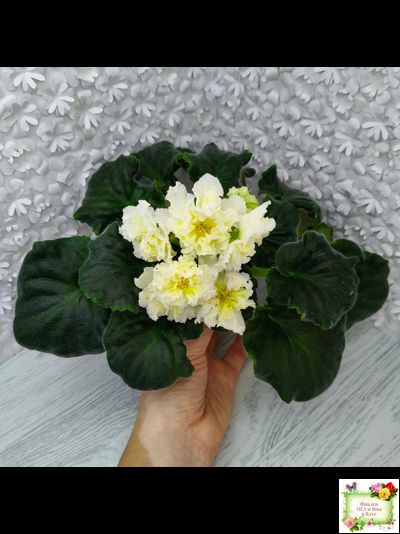 МК-Белый Янтарь (М. Карпова) 2023 г.